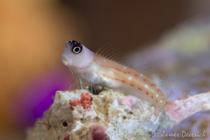 Goby again, different image maybe I like this one more. F... by James Deverich 